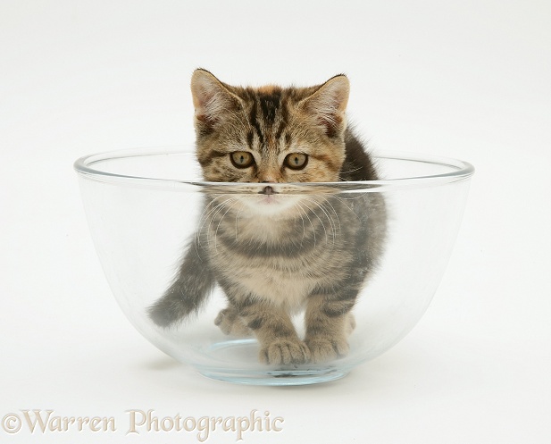 Tabby kitten in a glass bowl, white background