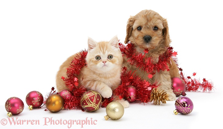 Ginger kitten and Golden Cockapoo puppy with tinsel and Christmas baubles, white background