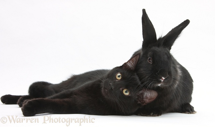 Black male cat, Joey, 6 months old, with black Lionhead-cross rabbit, white background
