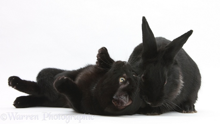 Black male cat, Joey, 6 months old, with black Lionhead-cross rabbit, white background