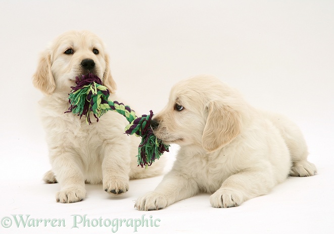 Golden Retriever pups playing tug, white background