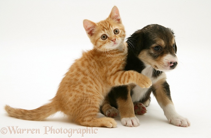 Tricolour Border Collie pup with British Shorthair red tabby kitten, white background