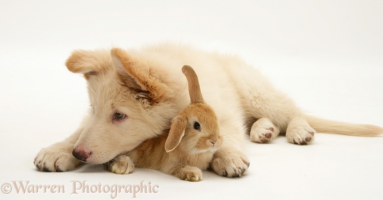 White German Shepherd Dog pup with baby Sandy Lop rabbit, white background