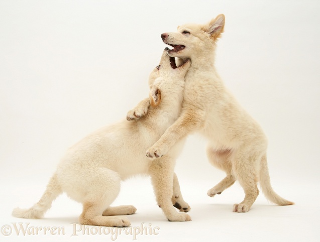White German Shepherd Dog pups play fighting, white background