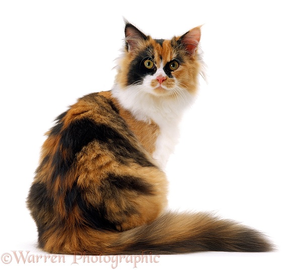 Tortoiseshell-and-white female cat, Millie Whitenose, sitting and looking over her shoulder, white background
