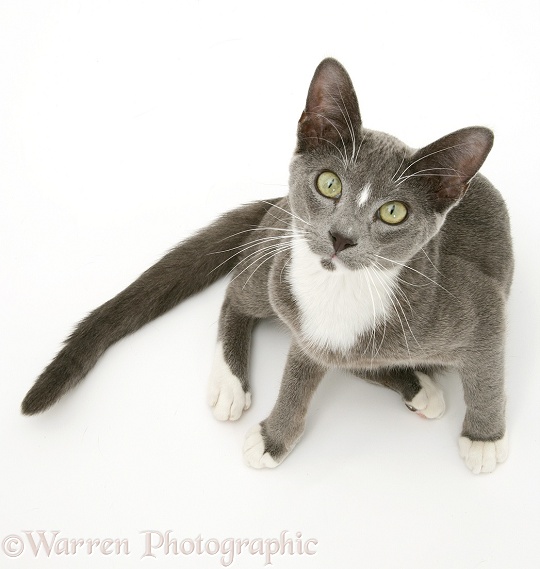 Blue-and-white Burmese-cross cat, Levi, looking up, white background