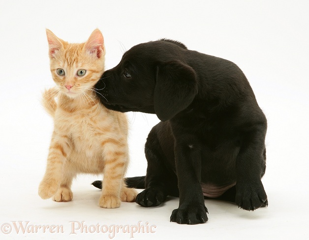 Black Labrador Retriever pup, 8 weeks old, with ginger kitten, white background