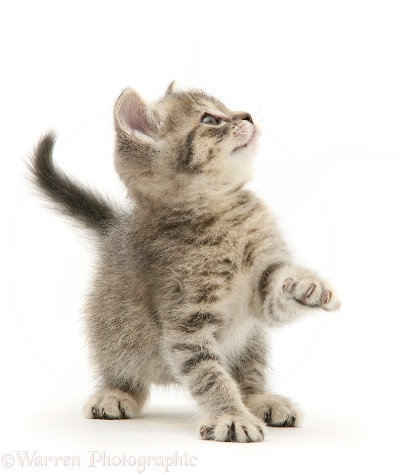 Grey tabby British Shorthair kitten, white background
