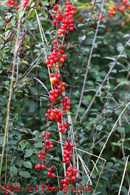 Black Bryony (Tamus communis) berries in an autumn hedgerow