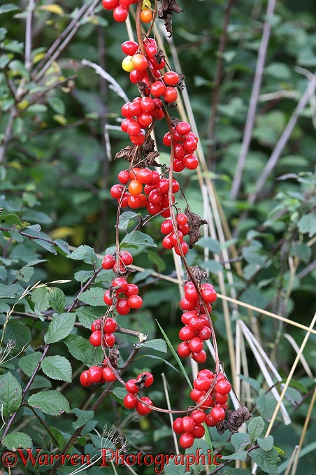 Black Bryony (Tamus communis) berries in an autumn hedgerow