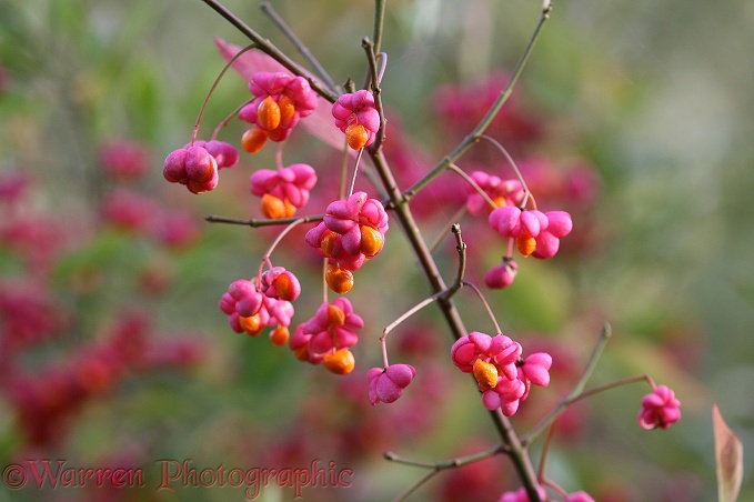 Spindle (Euonymus europaeus) berries in autumn