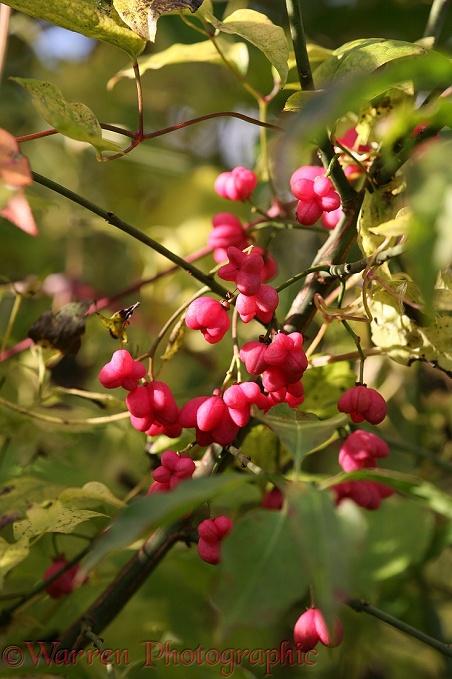 Spindle (Euonymus europaeus) berries in autumn