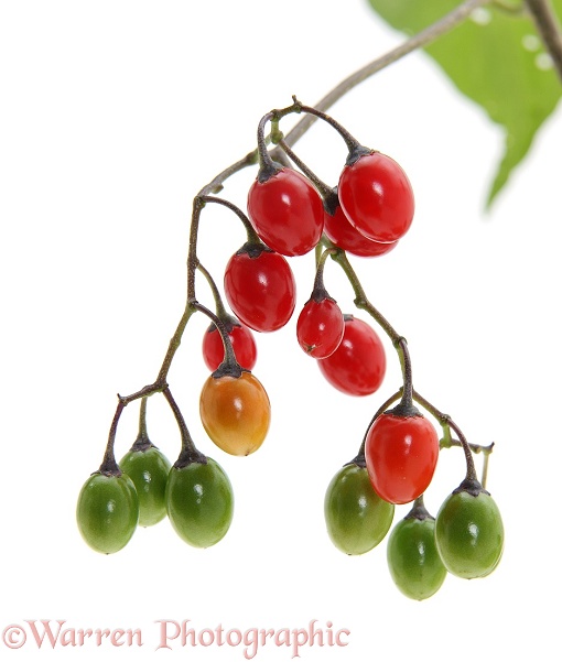 Woody Nightshade (Solanum dulcamara) berries, white background