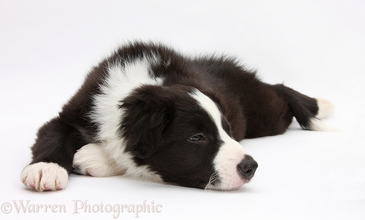 Black-and-white Border Collie pup, Gus, lying with his chin on the floor, white background