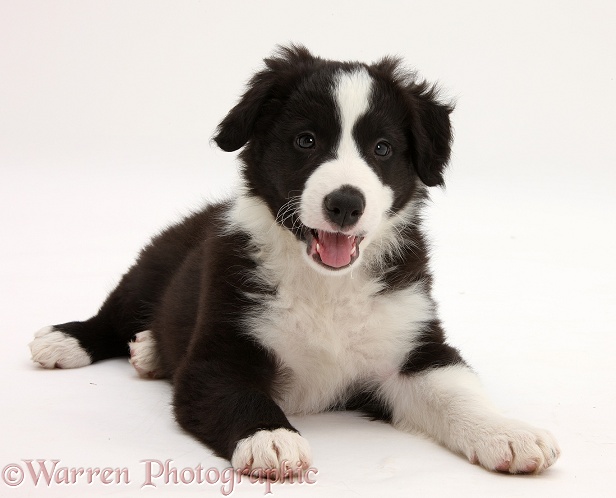 Black-and-white Border Collie pup, Gus, lying with head up, white background