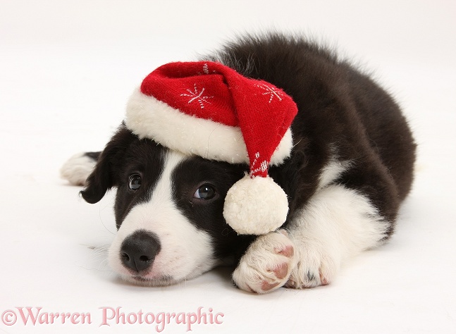 Black-and-white Border Collie pup, Gus, wearing a Father Christmas hat, white background