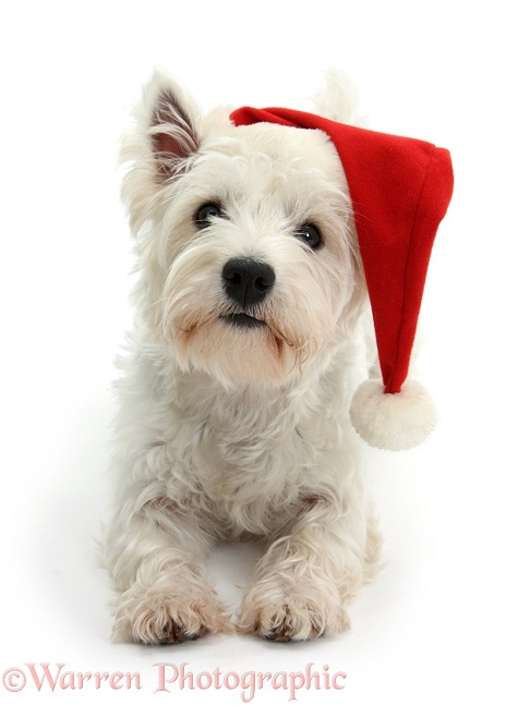 West Highland White Terrier, Betty, wearing a Father Christmas hat, white background