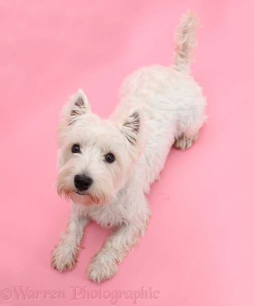 West Highland White Terrier, Betty, lying with head up looking up