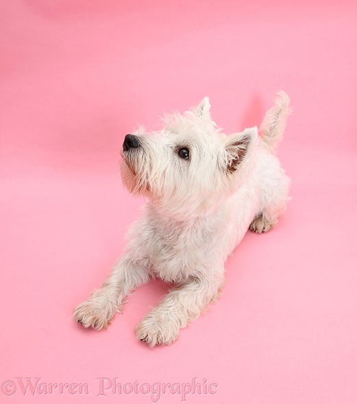 West Highland White Terrier, Betty, lying with head up on pink background