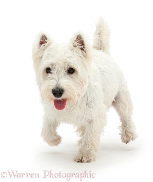 West Highland White Terrier, Betty, walking, white background