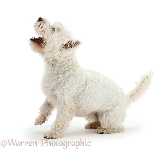West Highland White Terrier, Betty, barking, white background