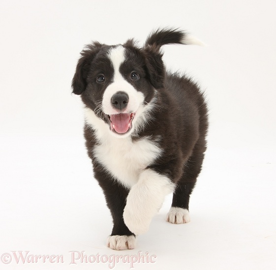 Black-and-white Border Collie pup, Gus, walking, white background