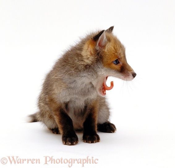 Red Fox (Vulpes vulpes)cub, 7 weeks old, yawning, white background