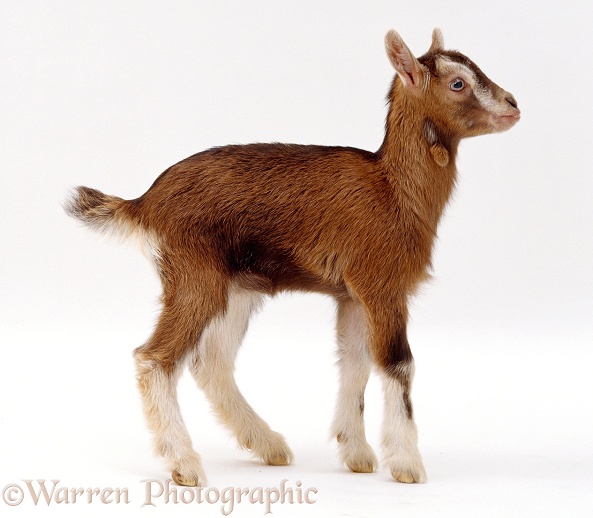 Toggenburg x Pygmy goat kid (Capra hircus) 1 week old, white background