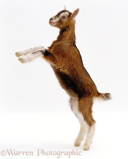 Toggenburg x Pygmy goat kid (Capra hircus) standing up on rear legs, white background