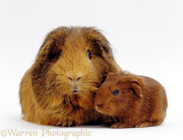 Red agouti guinea pig with baby, white background