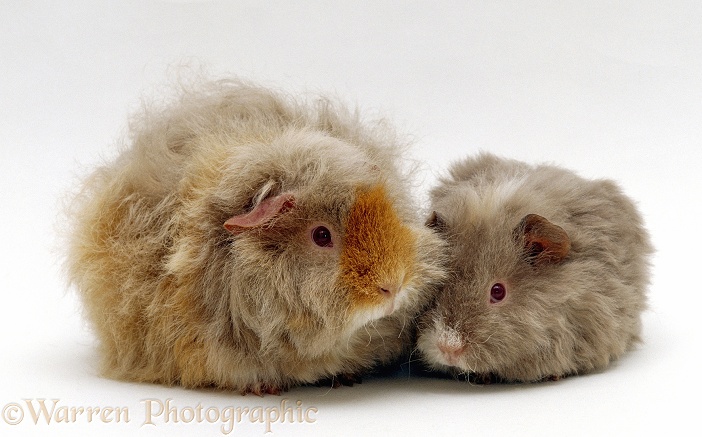 Female alpaca, longhaired rex Guinea pig with baby, 9 weeks old, white background