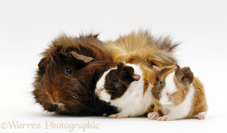Female Abyssinian Guinea pig with two 1 day old babies, white background