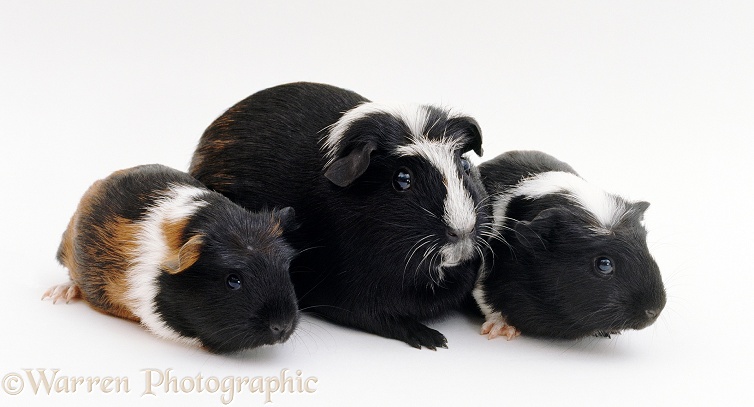 Smooth haired coronet Guinea pig with two babies, white background