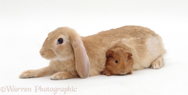 Young sandy lop-eared rabbit with young red Guinea pig peeping out from underneath it, white background