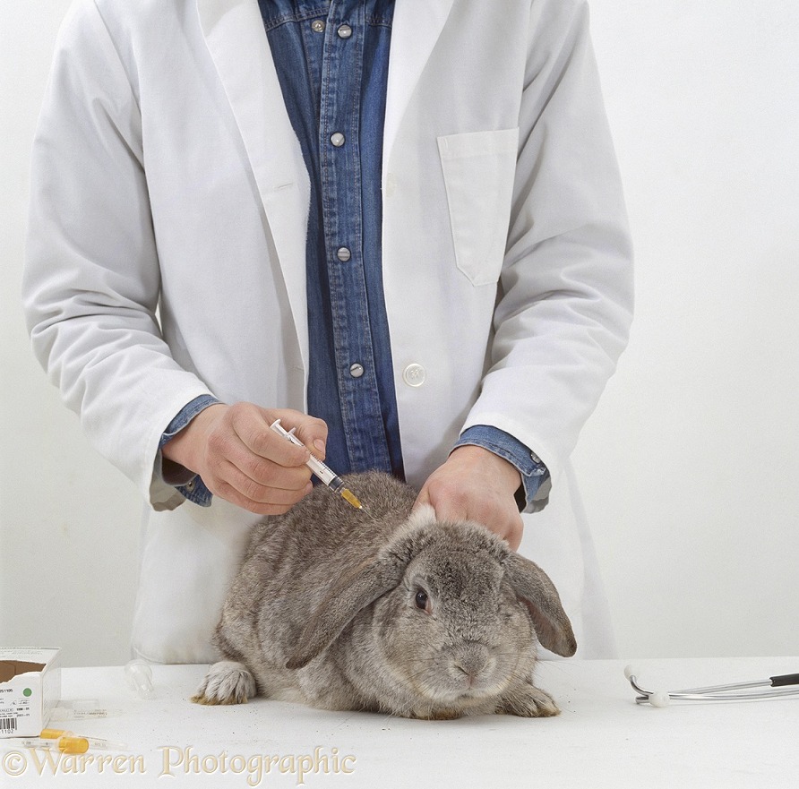Vet vaccinating a male silver French lop-eared rabbit against Myxomatosis, white background
