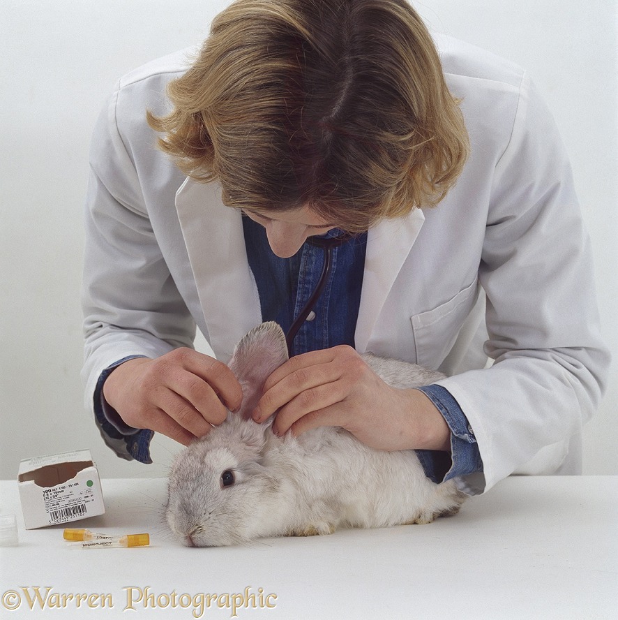 Vet looking in the ears of a young female platinum French lop-eared rabbit during a pre-vaccination check-up, white background