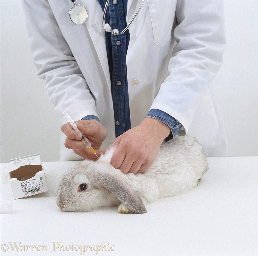 Vet vaccinating a young female platinum French lop-eared rabbit, white background