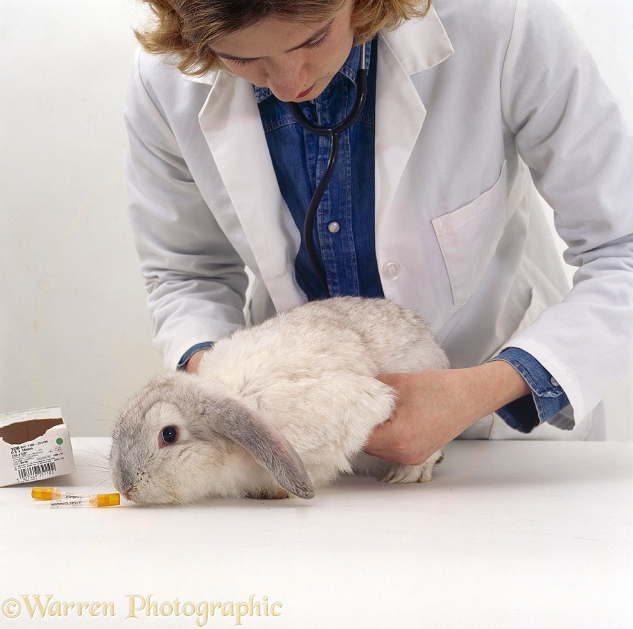 Vet feeling the abdomen of a young female platinum French lop-eared rabbit during pre-vaccination check-up, white background