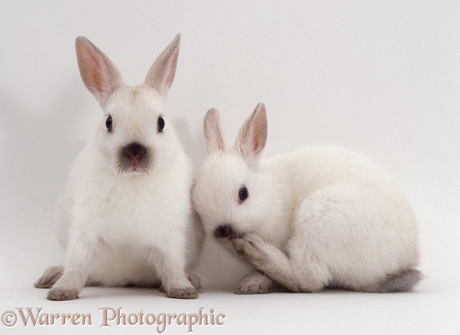 Two Seal colour-point Netherlands dwarf rabbits, 6weeks old, one licking its paw, white background