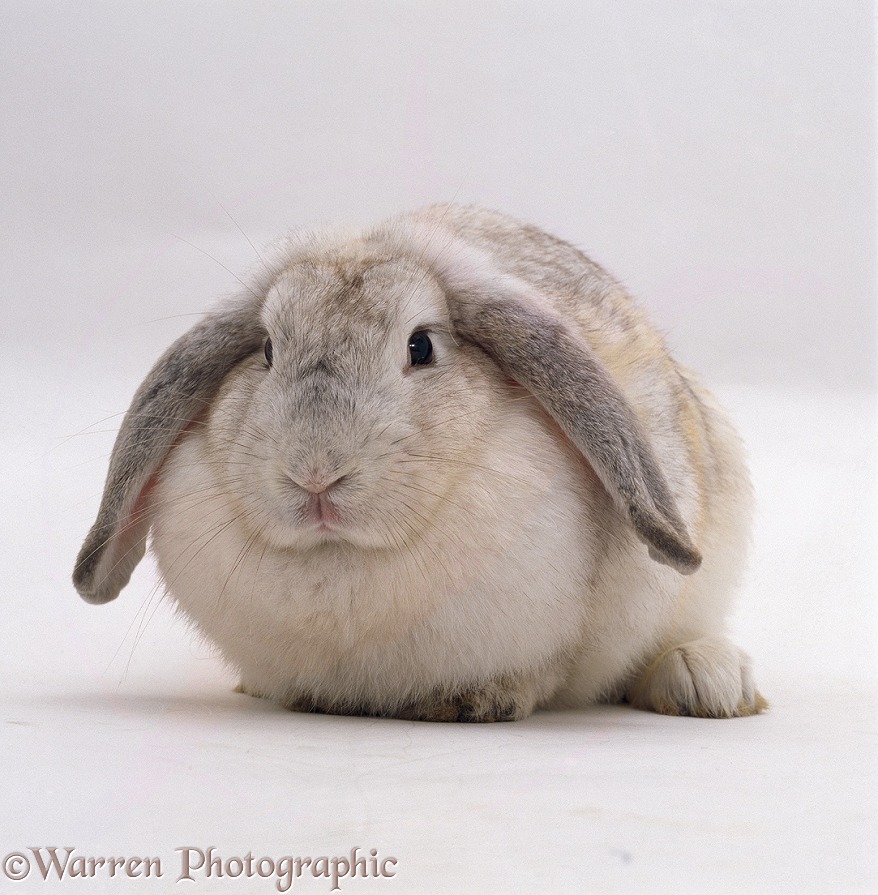 Female Silver French lop-eared rabbit, white background
