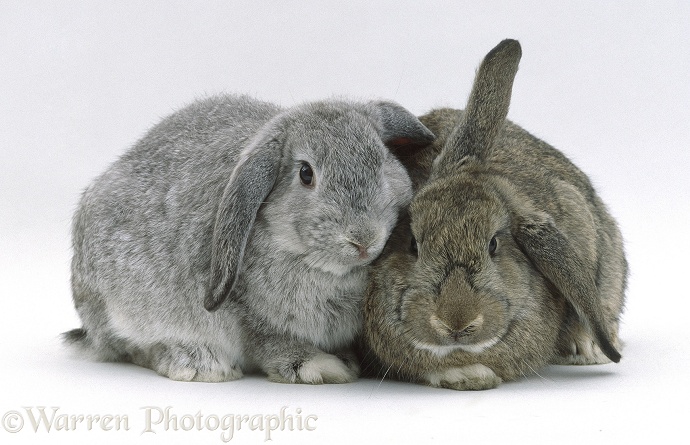 Silver male and Agouti female French lop-eared rabbits, white background