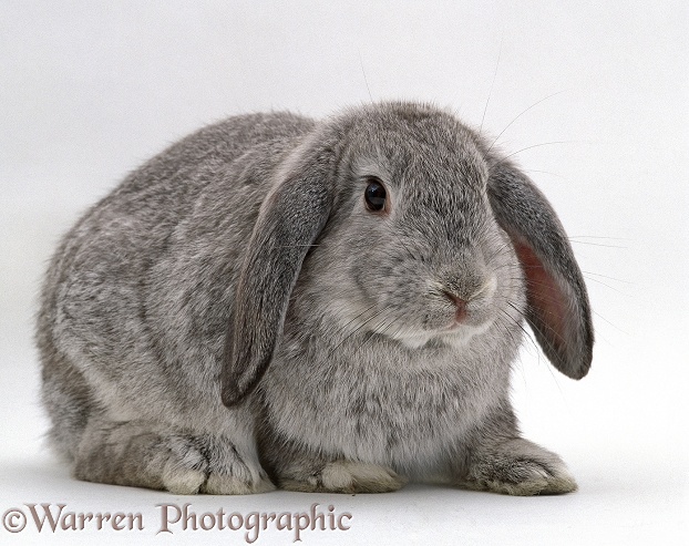 Silver male French lop-eared rabbit, white background