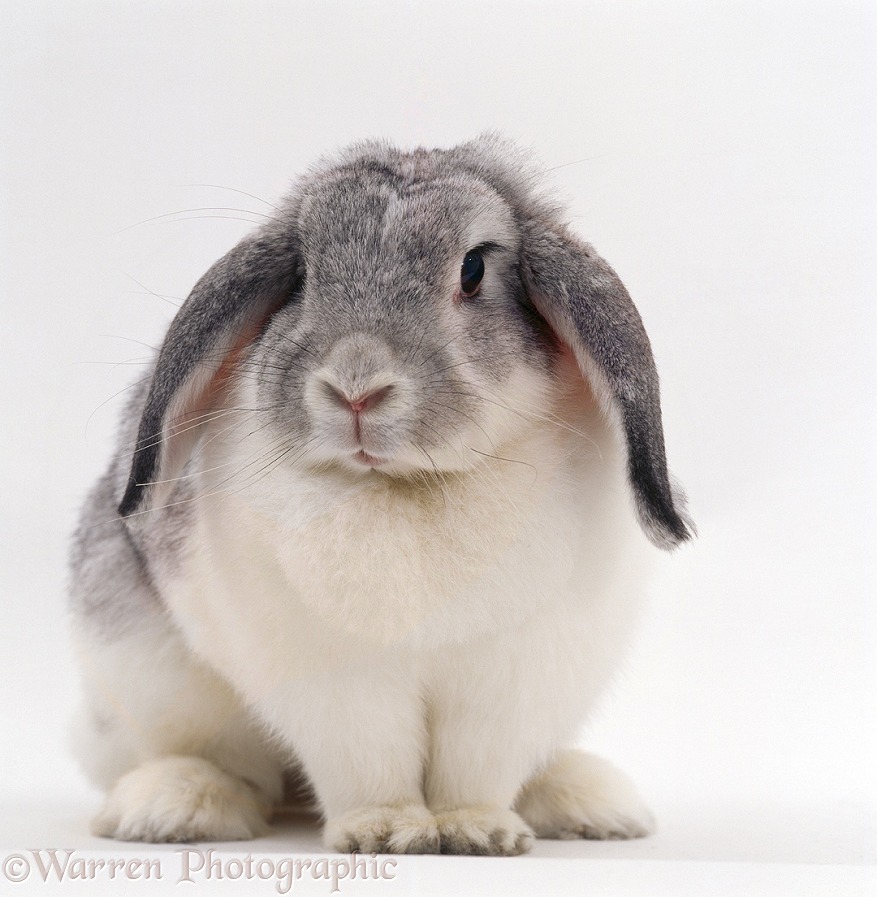 Silver-and-white Angora x French lop-eared rabbit, white background