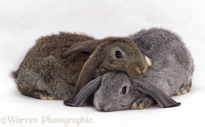 Silver and Agouti lop-eared rabbits, 9 weeks old, one resting on the other, white background