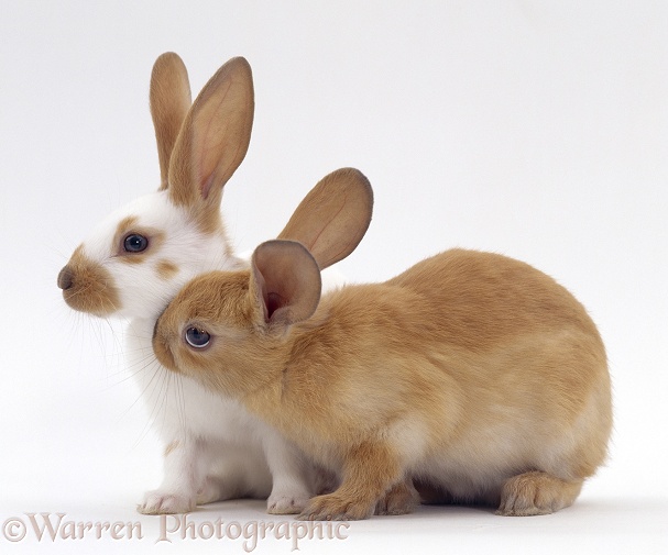 Fawn spotted and Sooty fawn rabbits, young siblings, 8 weeks old, white background