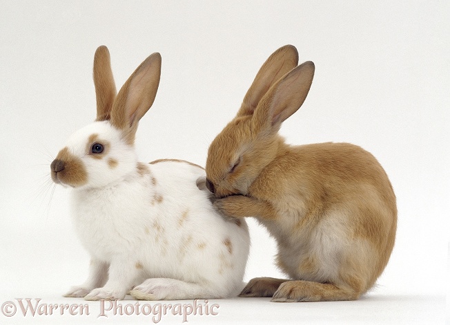 Fawn spotted and Sooty fawn rabbits, young siblings interacting, 8 weeks old, white background