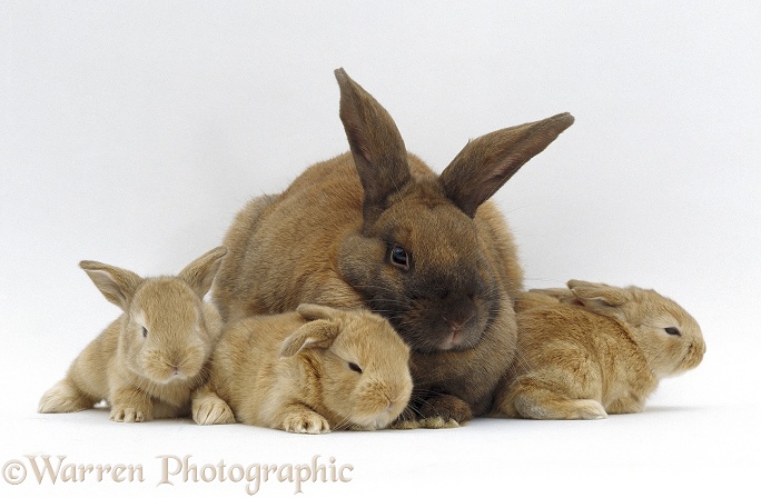 Sooty fawn rabbit, female with three babies, 18 days old, by a Sandy lop-eared male, white background