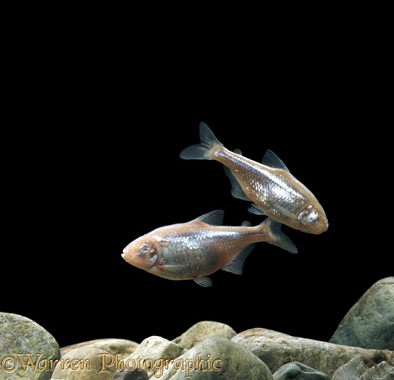 Blind cave tetras (Anoptichthys jordani).  Caves in Mexico