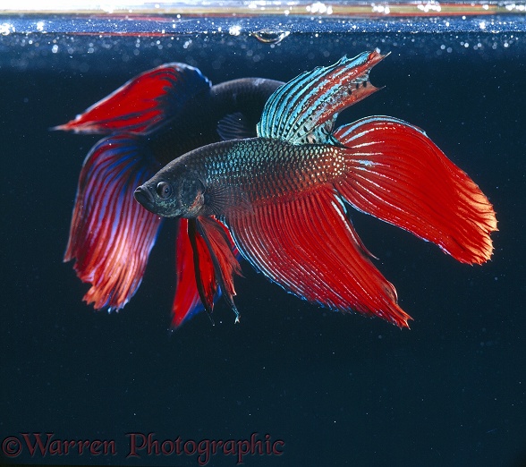 Siamese Fighting Fish (Betta splendens) two males in lateral display, captive, freshwater, from Malaysia and Thailand