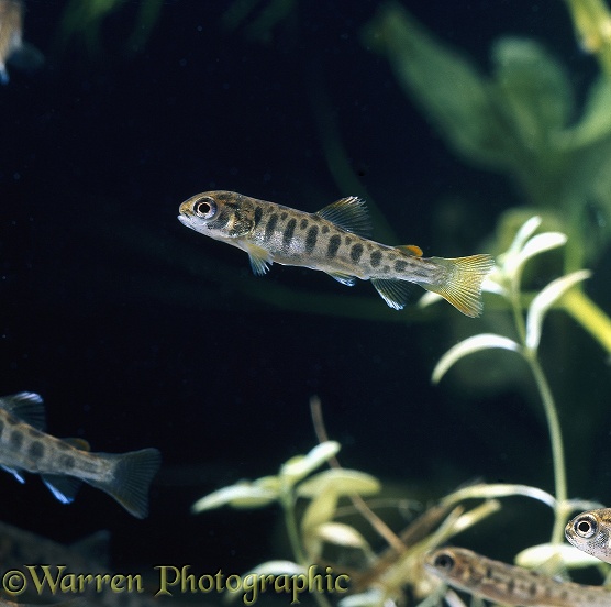 Brown trout (Salmo trutta) juvenile fingerling, 2 months old, holding its position in strong current. Life cycle sequence 13/14.  Europe
